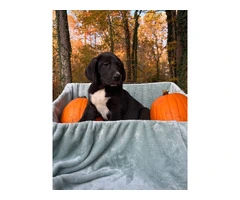 Great pyredane puppies for sale - 6