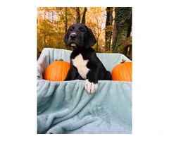 Great pyredane puppies for sale - 7