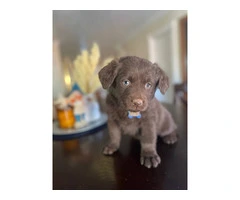 Cheap Borador puppies for sale - 1