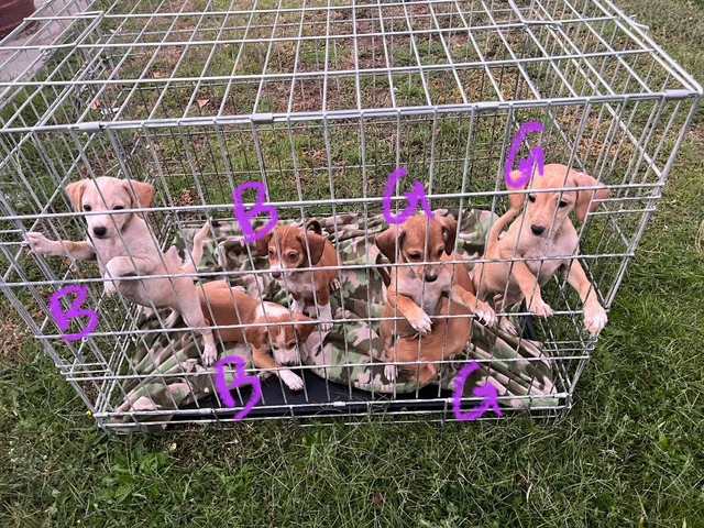 Chihuahua terrier puppies - 1/10