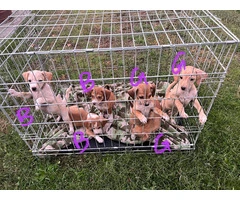 Chihuahua terrier puppies