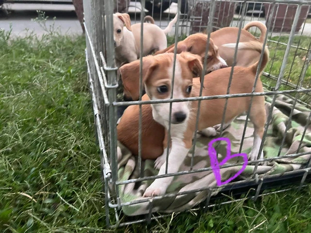 Chihuahua terrier puppies - 3/10