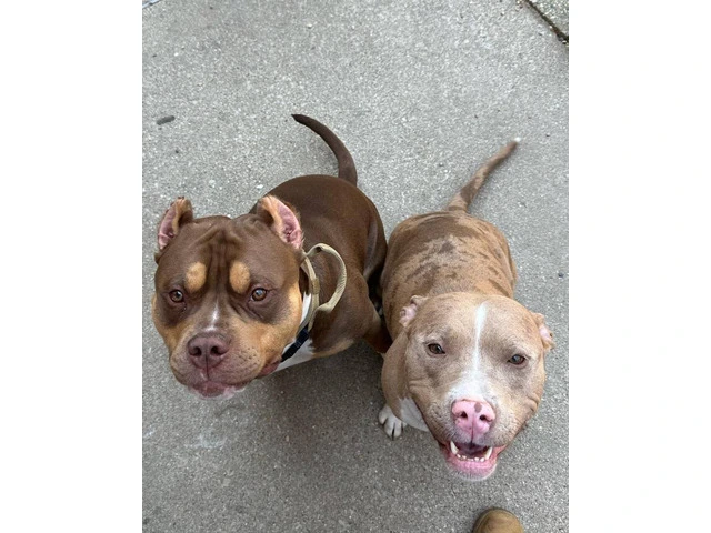 4 months old American Bully puppies - 3/3