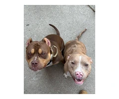 4 months old American Bully puppies - 3