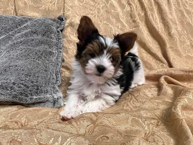 AKC purebred biewer terriers for sale - 1/10