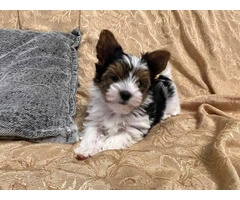 AKC purebred biewer terriers for sale