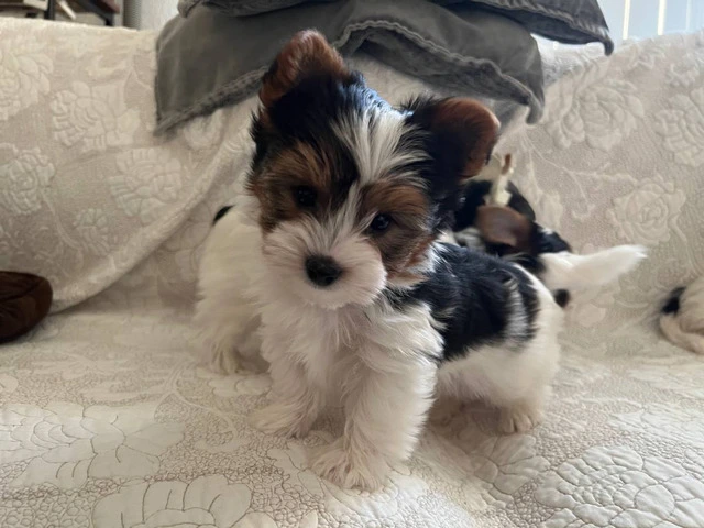 AKC purebred biewer terriers for sale - 2/10