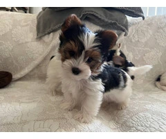 AKC purebred biewer terriers for sale - 2