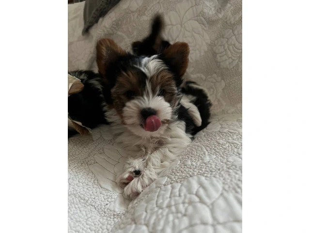 AKC purebred biewer terriers for sale - 3/10