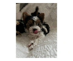 AKC purebred biewer terriers for sale - 3