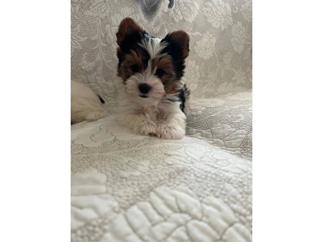 AKC purebred biewer terriers for sale - 4/10
