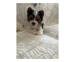 AKC purebred biewer terriers for sale - 4