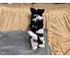 AKC purebred biewer terriers for sale - 5