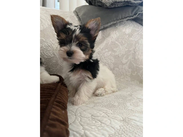 AKC purebred biewer terriers for sale - 6/10