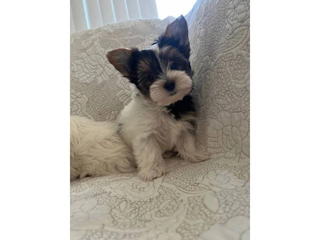 AKC purebred biewer terriers for sale - 7/10