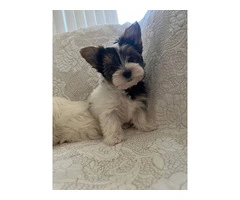 AKC purebred biewer terriers for sale - 7