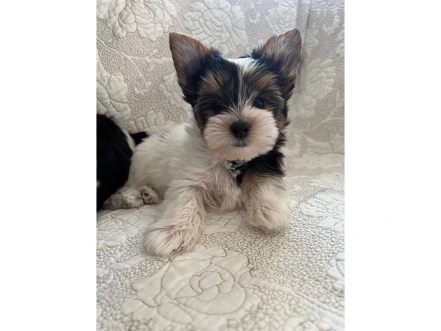 AKC purebred biewer terriers for sale - 8/10