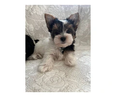 AKC purebred biewer terriers for sale - 8