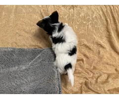 AKC purebred biewer terriers for sale - 10