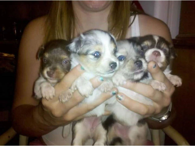 3 Toy Australian Shepherd puppies for sale - 1/6