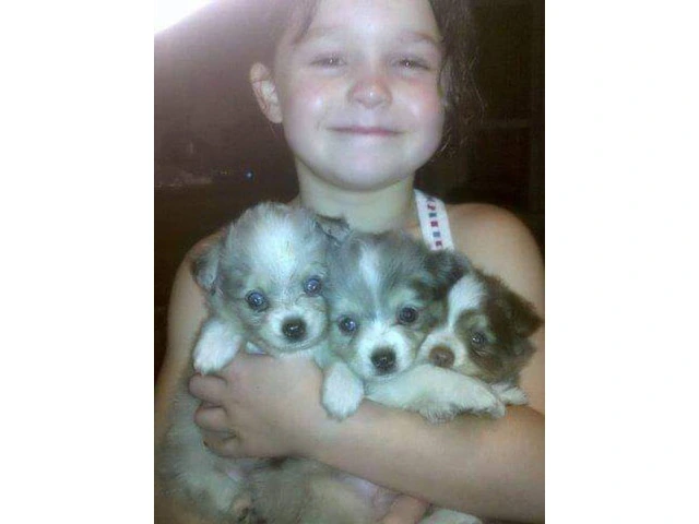3 Toy Australian Shepherd puppies for sale - 2/6