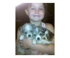 3 Toy Australian Shepherd puppies for sale - 2