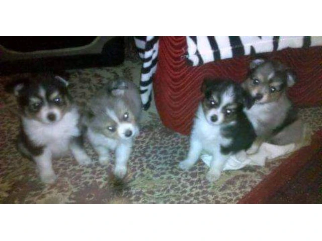 3 Toy Australian Shepherd puppies for sale - 6/6