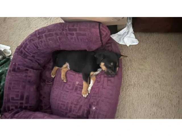 2 brother Rottweiler puppies - 1/6