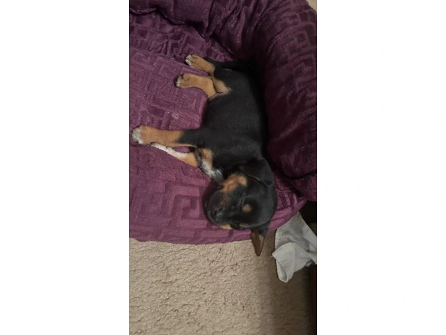 2 brother Rottweiler puppies - 2/6