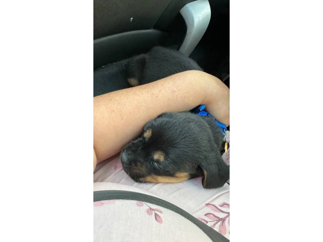 2 brother Rottweiler puppies - 3/6