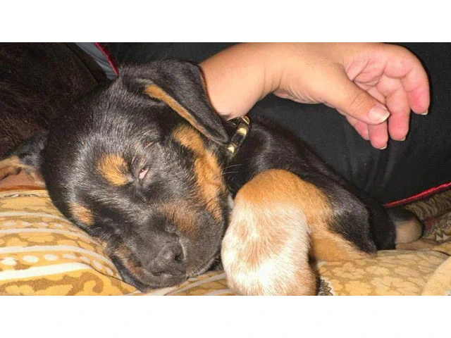 2 brother Rottweiler puppies - 5/6