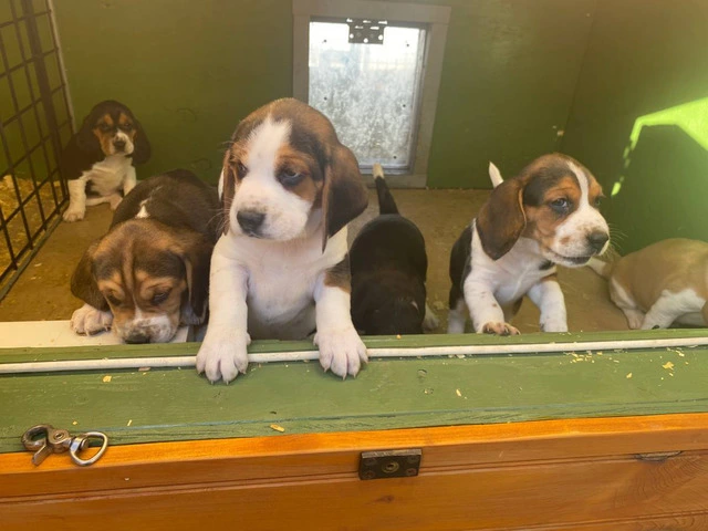 Beautiful Tricolor AKC Beagle Puppies - 1/4
