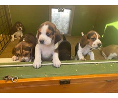 Beautiful Tricolor AKC Beagle Puppies