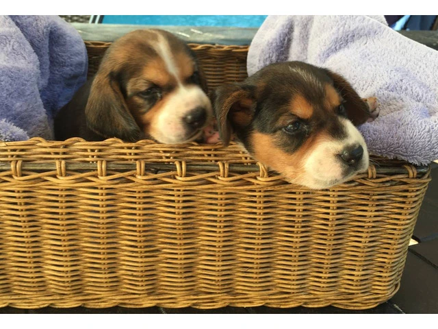 Beautiful Tricolor AKC Beagle Puppies - 2/4