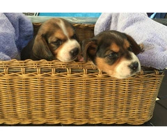 Beautiful Tricolor AKC Beagle Puppies - 2
