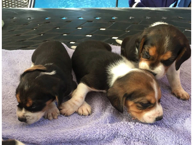 Beautiful Tricolor AKC Beagle Puppies - 3/4