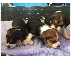 Beautiful Tricolor AKC Beagle Puppies - 3