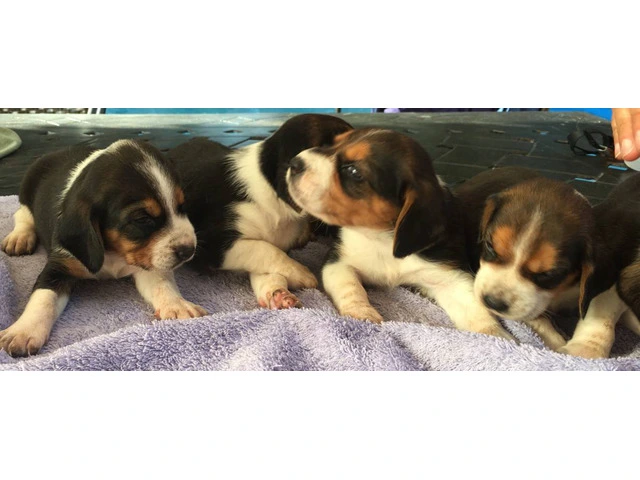 Beautiful Tricolor AKC Beagle Puppies - 4/4