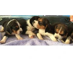 Beautiful Tricolor AKC Beagle Puppies - 4