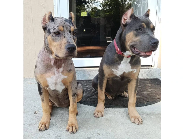 2 female XL Bully puppies for sale - 1/7