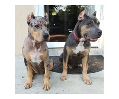 2 female XL Bully puppies for sale