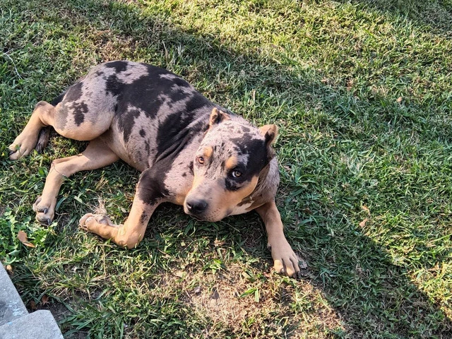 2 female XL Bully puppies for sale - 4/7