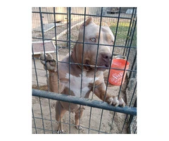 2 female XL Bully puppies for sale - 6