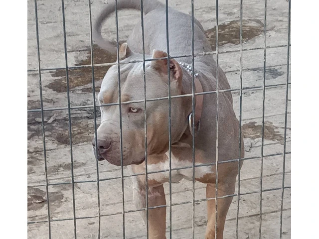 2 female XL Bully puppies for sale - 7/7