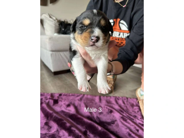 Aussie Red Heeler Mix Puppies available - 1/10