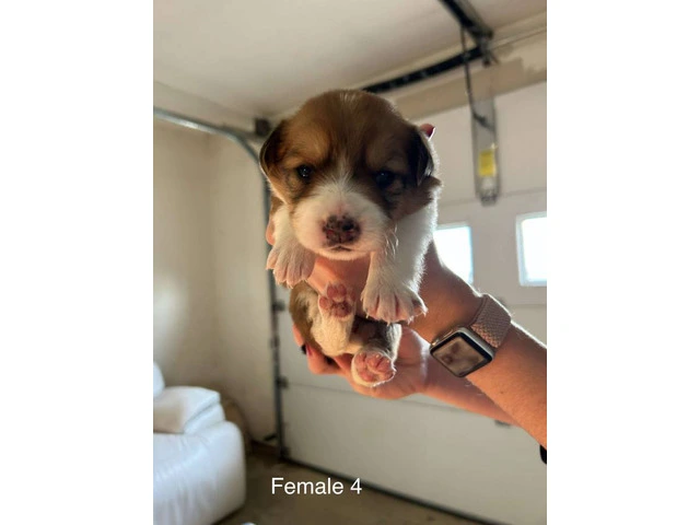 Aussie Red Heeler Mix Puppies available - 2/10