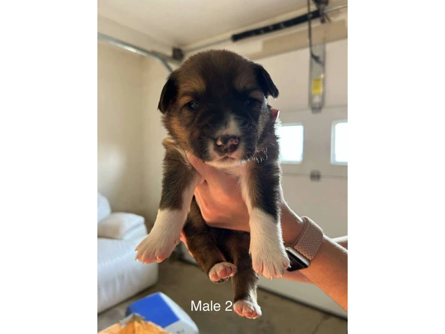 Aussie Red Heeler Mix Puppies available - 3/10