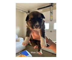 Aussie Red Heeler Mix Puppies available - 3