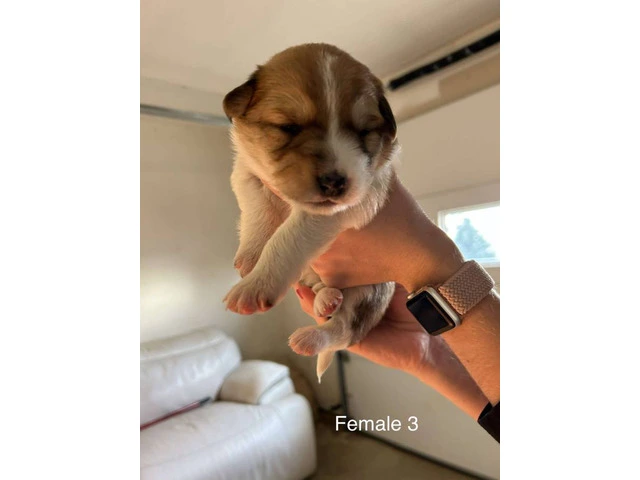 Aussie Red Heeler Mix Puppies available - 4/10