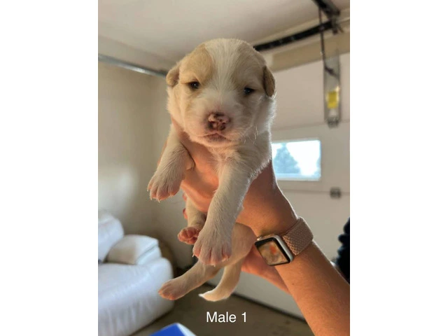 Aussie Red Heeler Mix Puppies available - 5/10